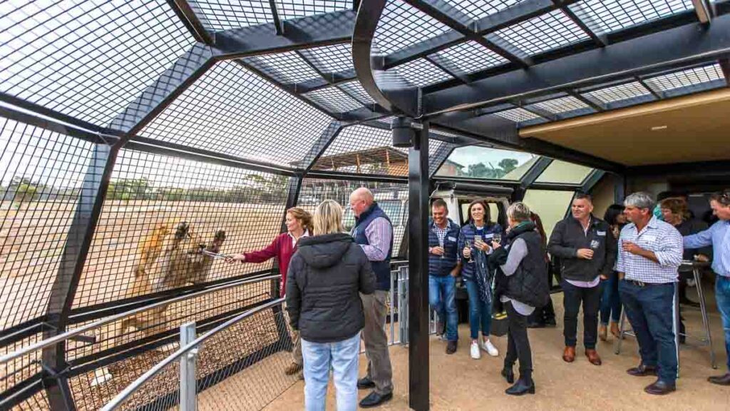 Lion 360 at Monarto Safari Park - Things to do in South Australia