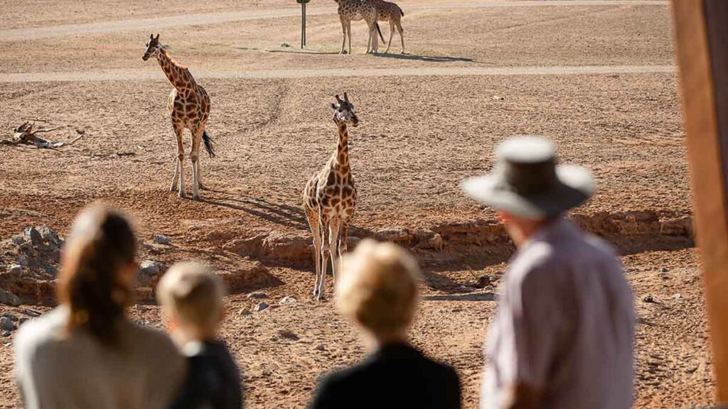 Visitors looking at giraffes at Monarto Safari Park - South Australia attractions