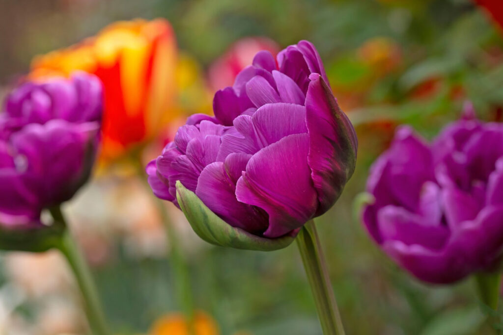 Purple Tulips - Tulipmania