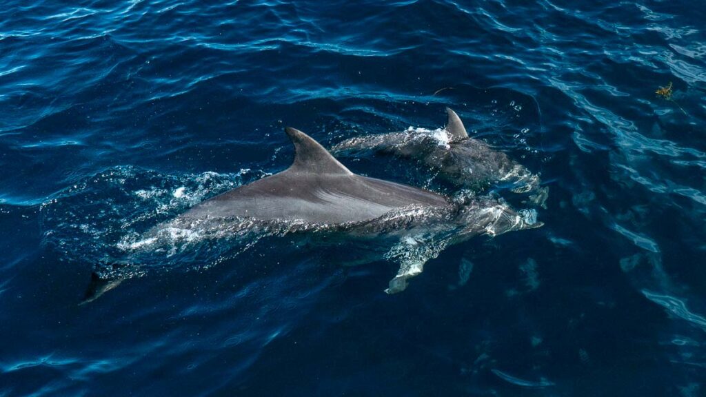 Wild Dolphins Temptation Cruise spotted from the boat - Things to do in South Australia