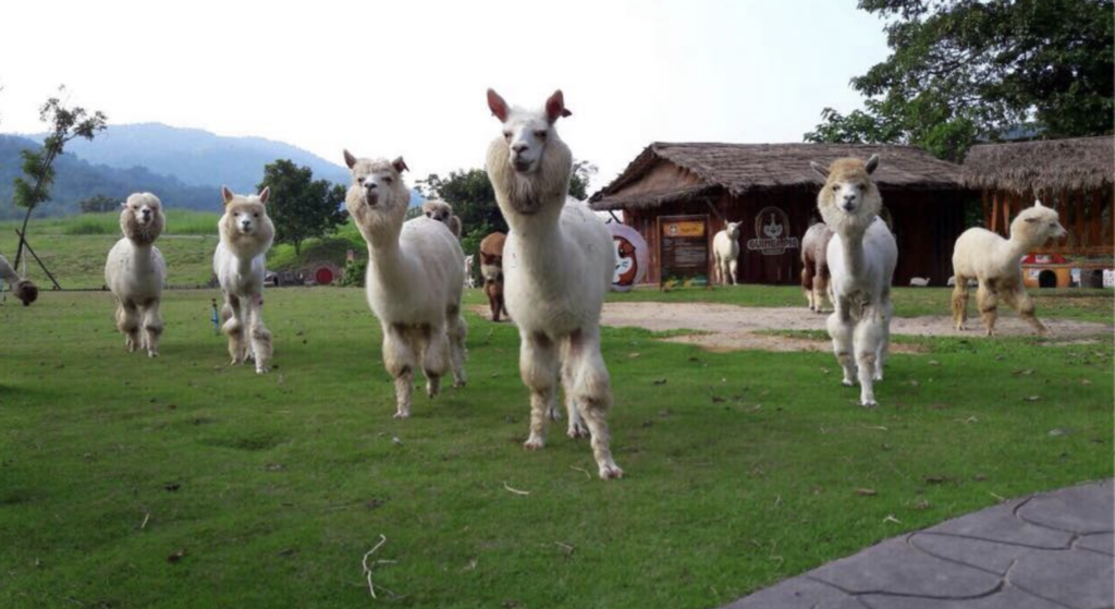 Alpacas frolicking in Alpaca Hill_Central Guide to Thailand