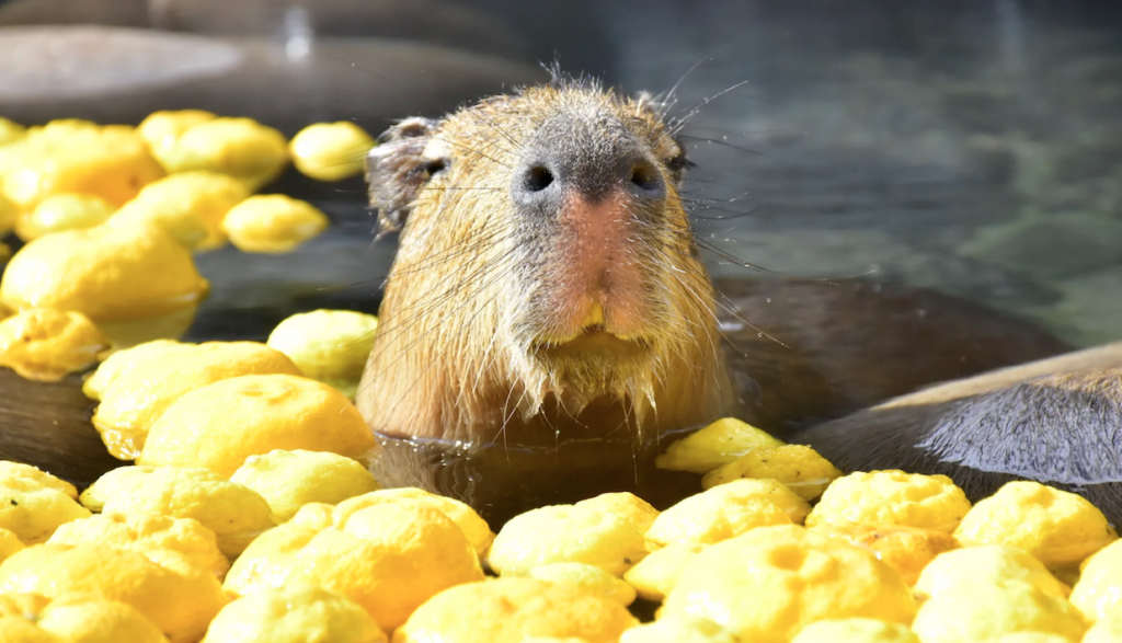 Day Trips From Tokyo - Capybarra in Spring bath at Izu Shaboten Zoo 