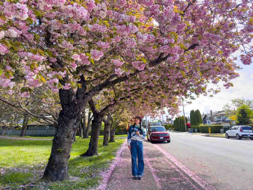 Girl under row of Cherry Blossoms trees at Richmond in vancouver - Vancouver city guide