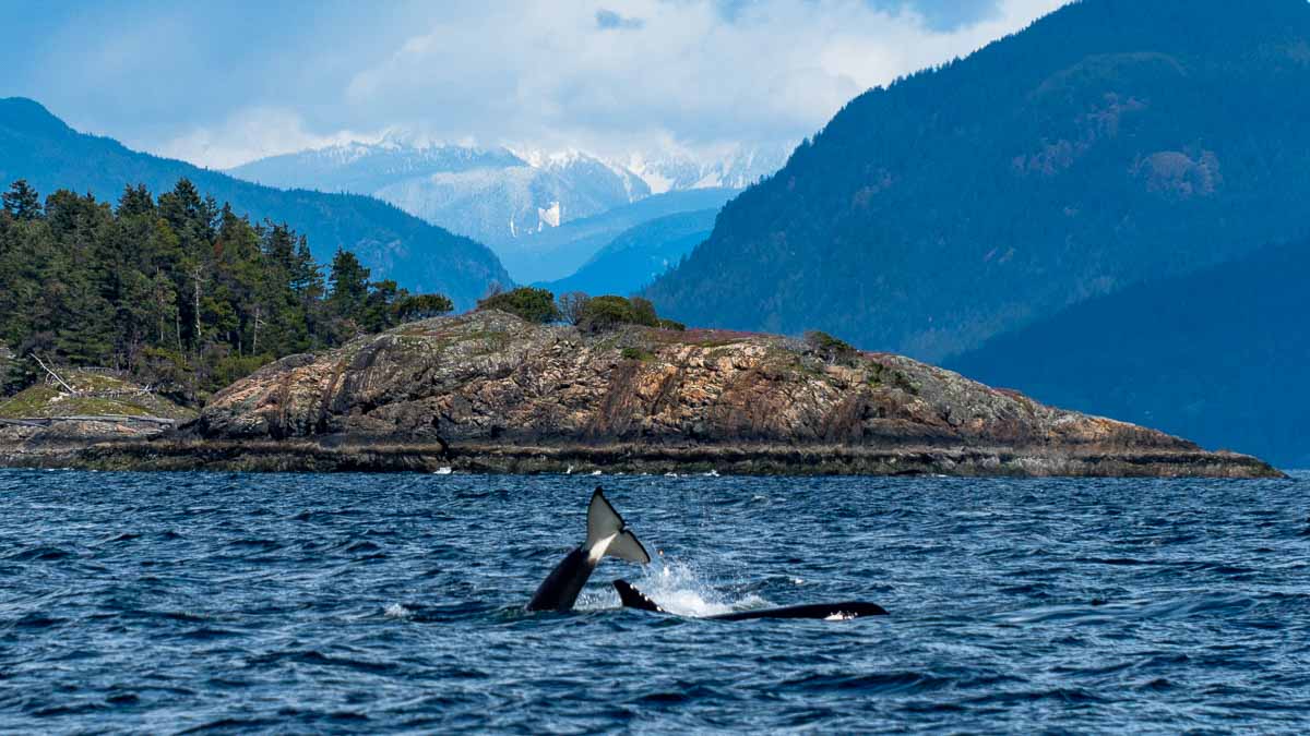 Orca tail spotted while whale watching in Vancouver - Canada attractions