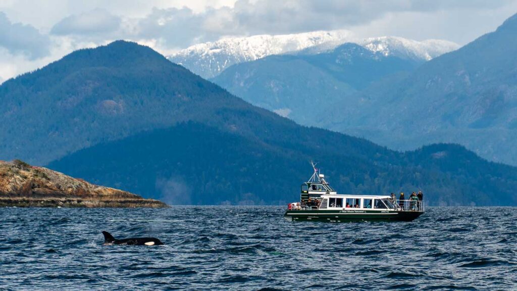 Orca in Vancouver spotted on whale watching tour - Vancouver attractions