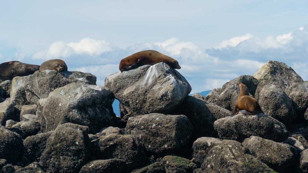 Sea lions on Whale Watching Tour - Things to do in Vancouver