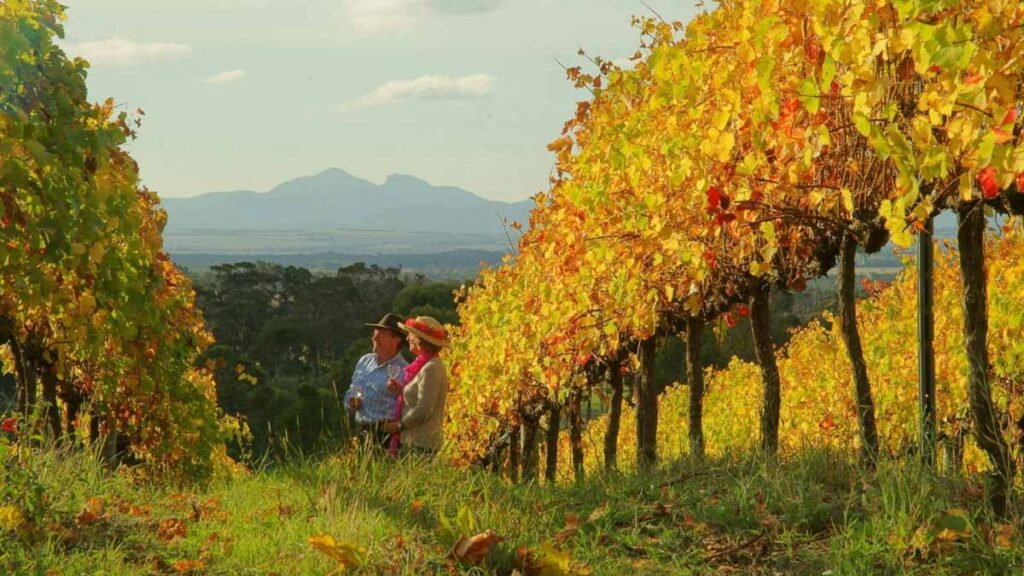 Vineyards in Mount Barker - Australia road trips
