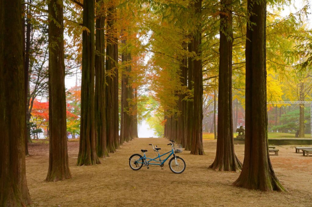 A bicycle on Nami Island