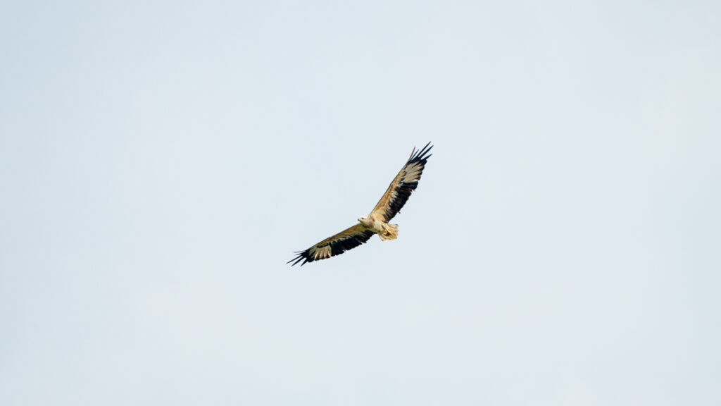 Black Winged Kite in the sky - Things to Do in Desaru