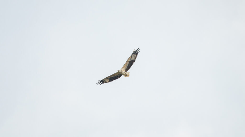 Black-winged Kite in the Sky - Things to see in Desaru