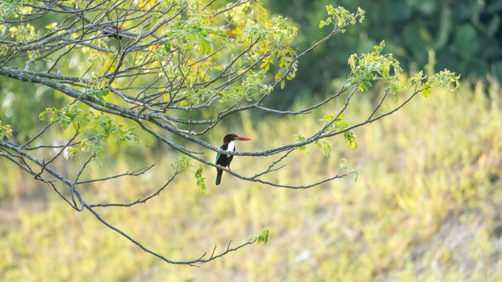 Stork-billed Kingfisher on a Branch - Things to see in Desaru