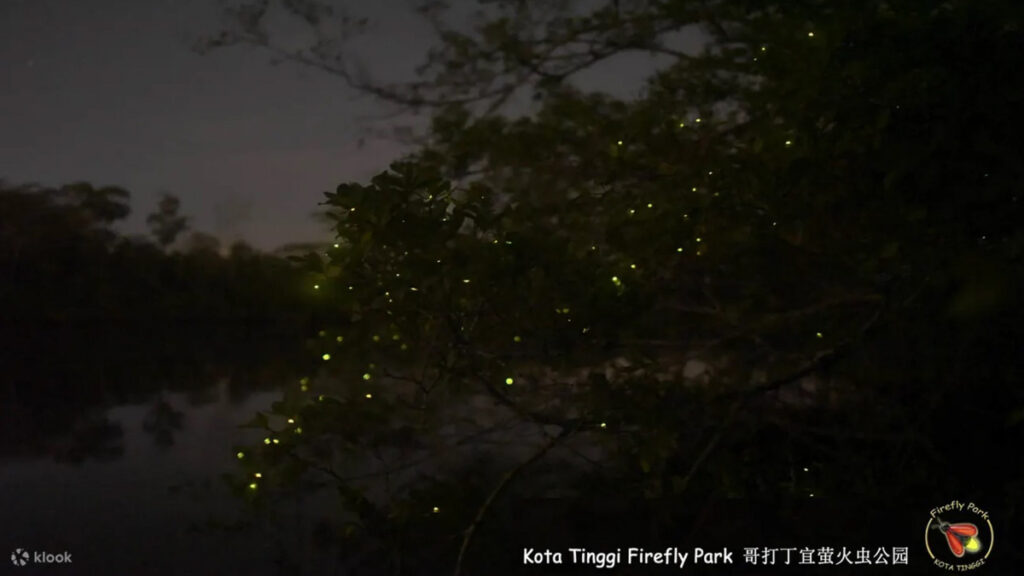 Fireflies at Kota Tinggi Firefly Park - Things to see in JB