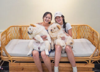 Chill ‘N Chow Cafe — A Dog Cafe in Mount Austin with Fluffy Chow Chows Featured - Chill N Chow Cafe