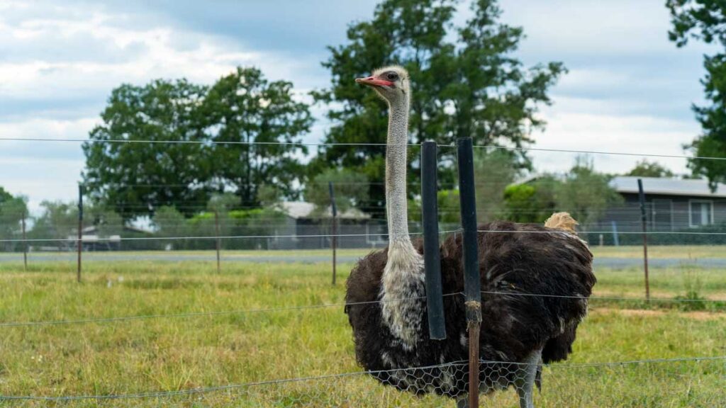 ostrich at hunter valley resort farm - Things to do in new South wales
