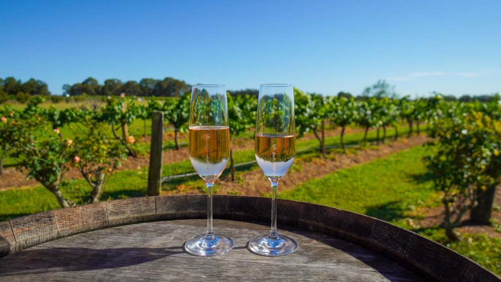 Wine Glasses in front of vineyards - Hunter Valley Itinerary - Things to do in  New South Wales