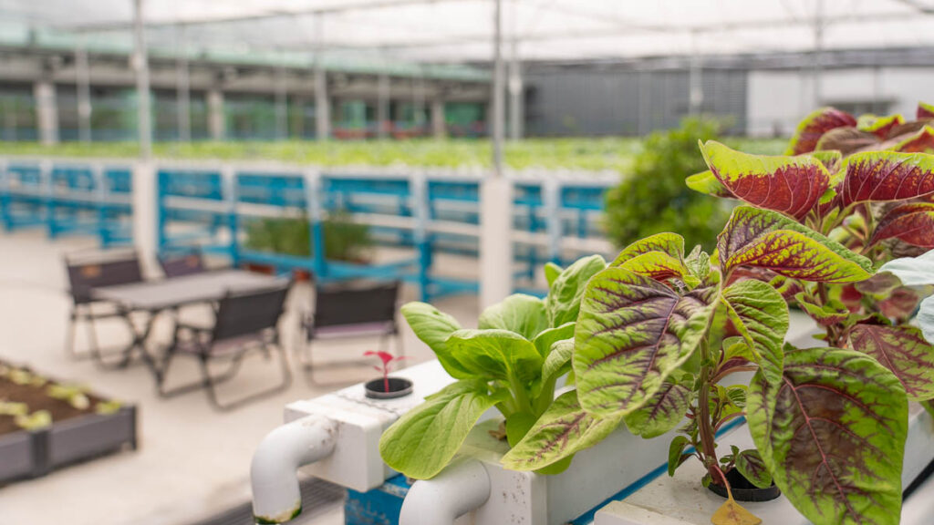 Plant grown in hydroponic farm at Cosmo Seeds - Things to eat in Skudai