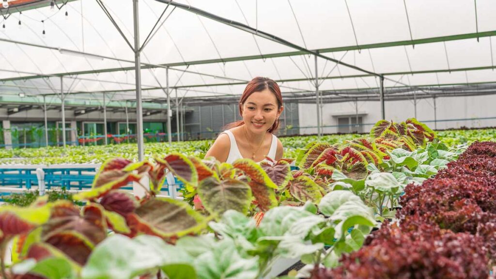 Customer looking at plants at Cosmo Seeds - Things to eat in Skudai