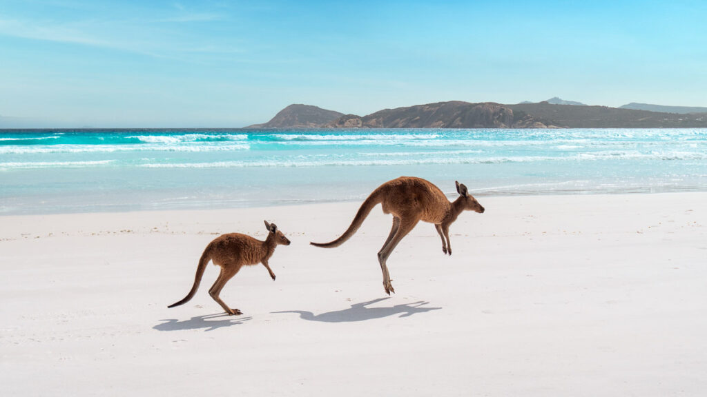 Lucky Bay Kangaroo - Western Australia Bucket List