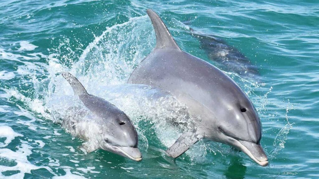 Mandurah Dolphins - Western Australia Bucket List