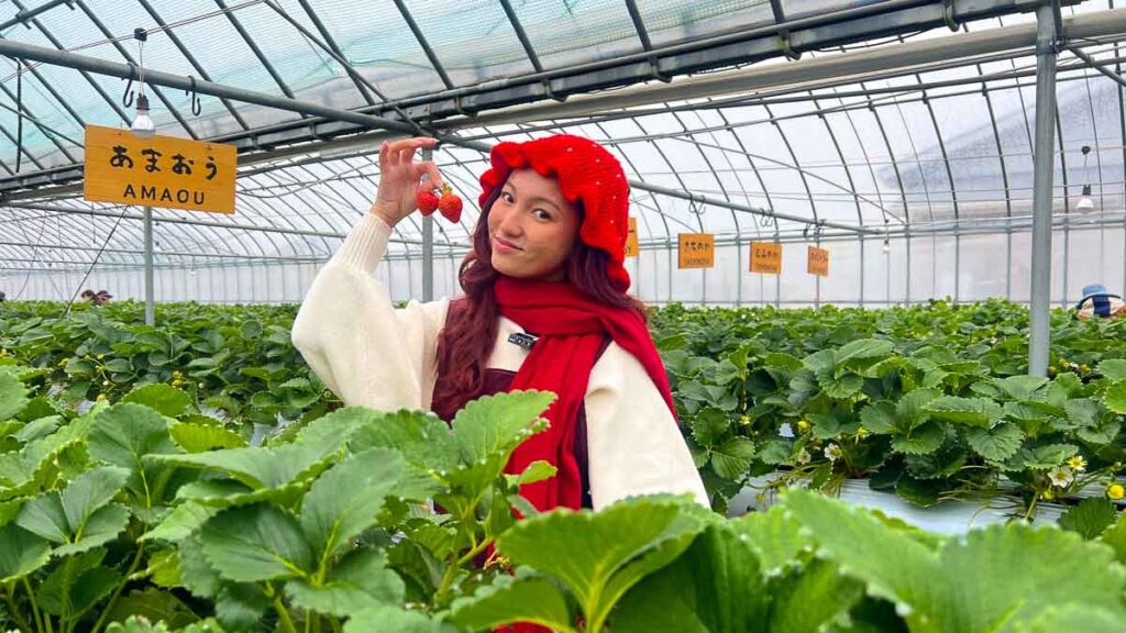 Strawberry picking at Yokamon Ichigo - Kyushu Itinerary