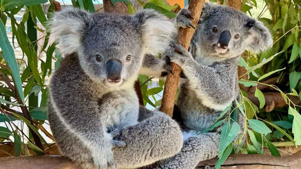 Caversham Wildlife Park - Western Australia Bucket List