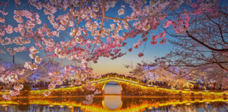 Lake Taihu Cherry Blossoms - Things to Do in Wuxi