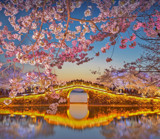 Lake Taihu Cherry Blossoms - Things to Do in Wuxi
