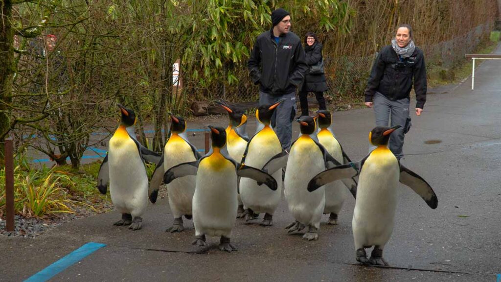 Penguin Parade in Zoo Zurich - Things to do in the winter in Zurich