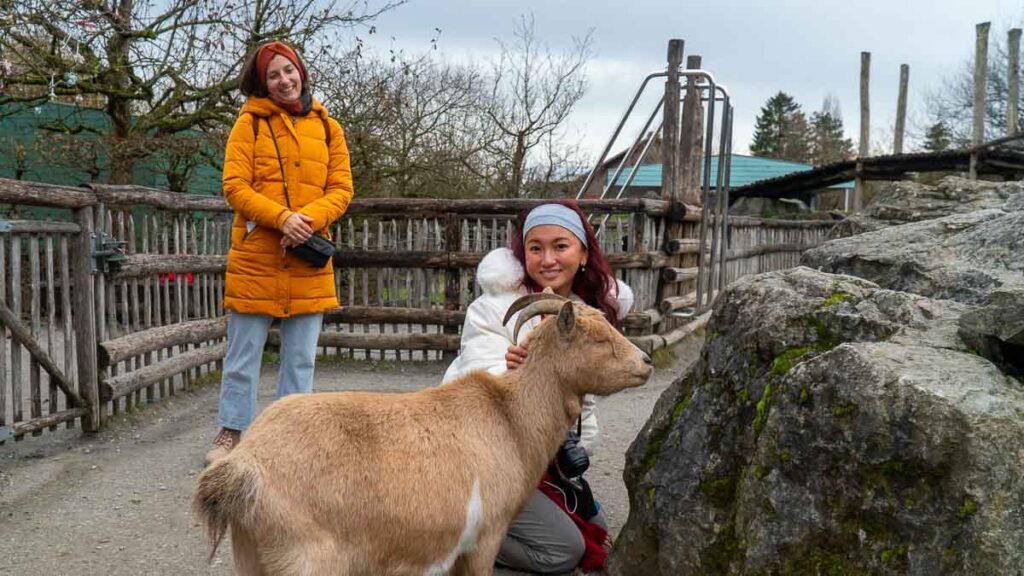Girl petting a goat in Zoo Zurich - Things to do in Zurich