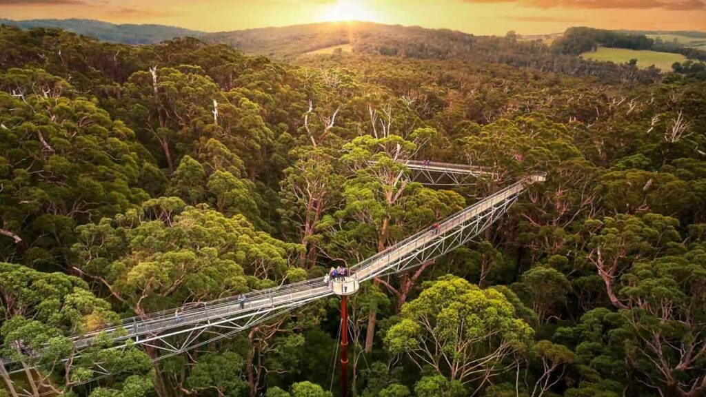 People Walking Along Valley of Giant Tree Top Walk - Western Australia Bucket List