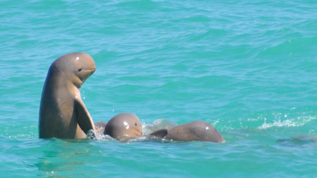 snubfin dolphins - Things to do in Broome