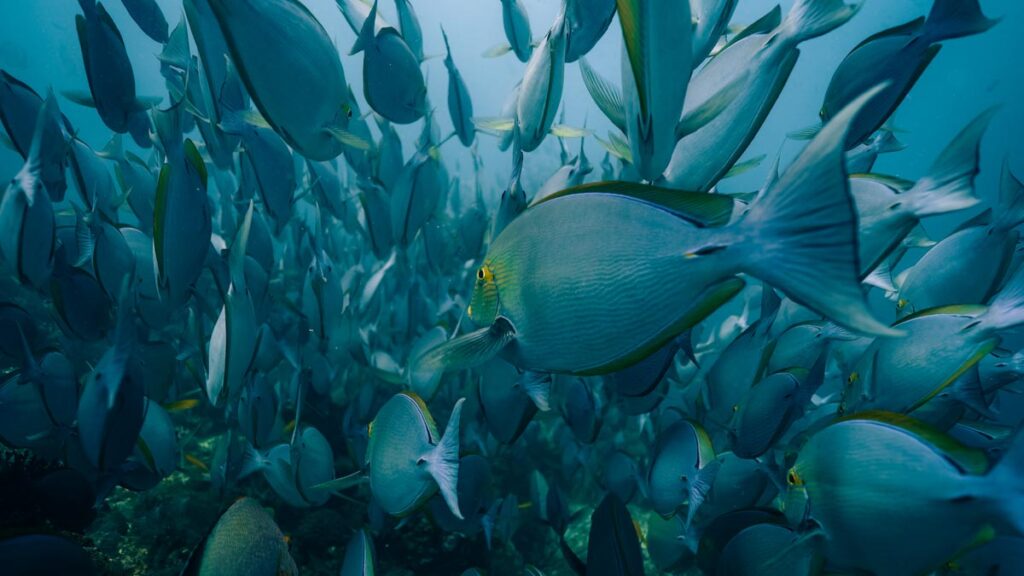 School of fish while diving in Castle Rock Komodo - things to do in indonesia