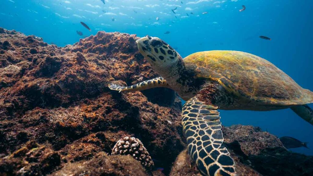Komodo Diving Cauldron Hawksbill Turtle - things to do in indonesia