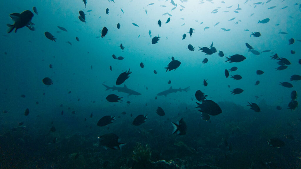 Sharks while diving at Komodo - things to do in indonesia