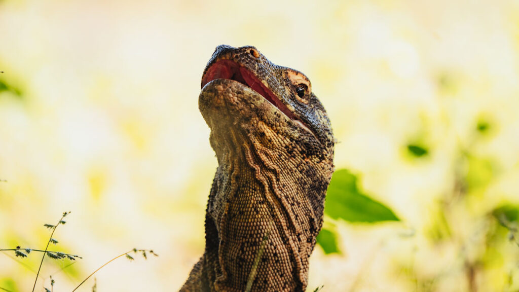 Komodo Dragon in Komodo Island - Komodo National Park