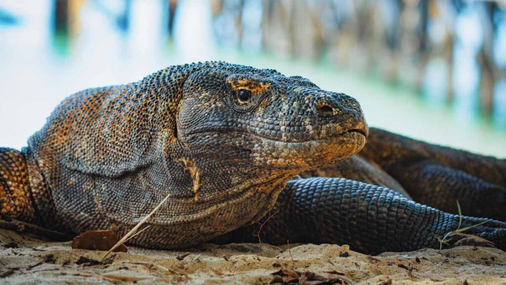 Adult.Komodo Dragon Labuan Bajo - Komodo National Park island getaway