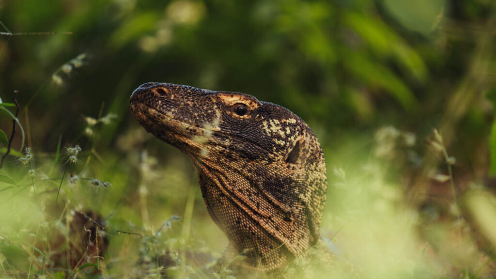Komodo Dragon Labuan Bajo - Komodo National Park island getaway