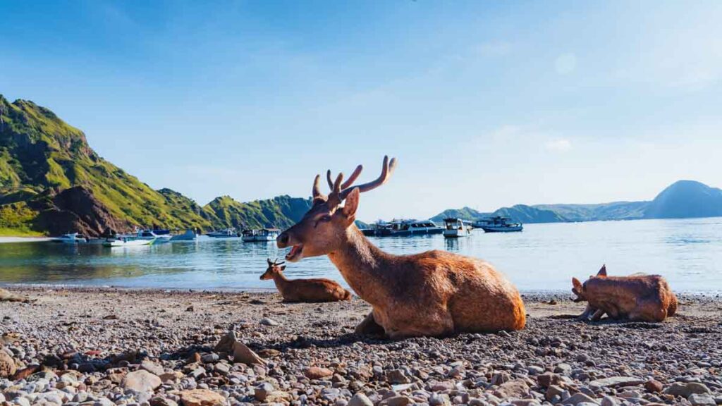 Deers on Padar Island - Island Hopping Komodo National Park Labuan Bajo
