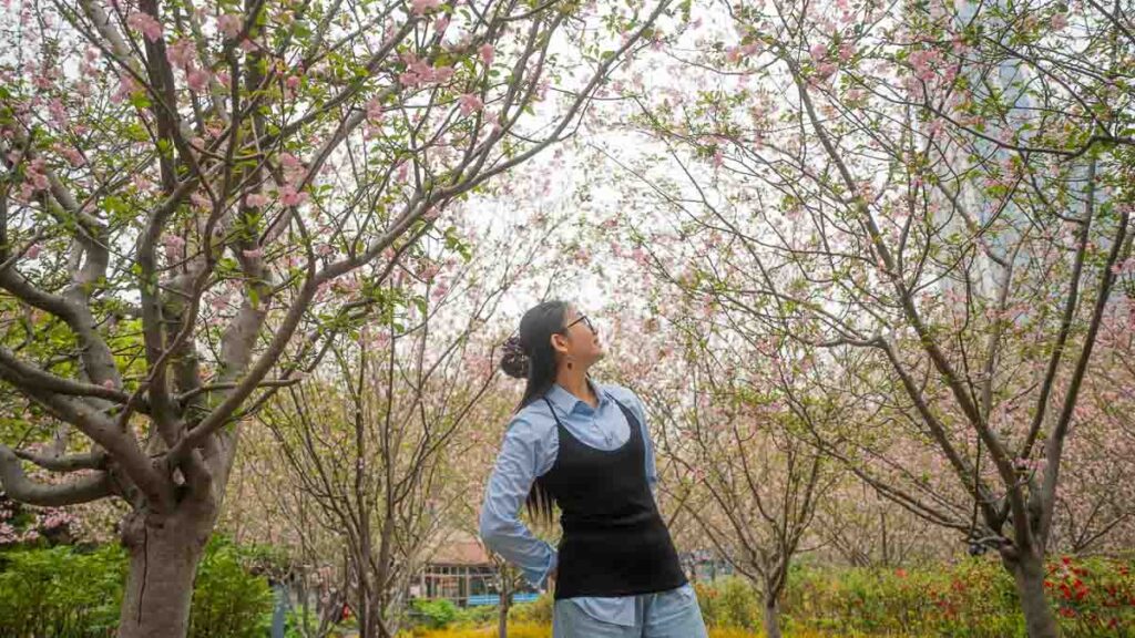 Girl looking up at cheery blossoms in People's Park - China itinerary