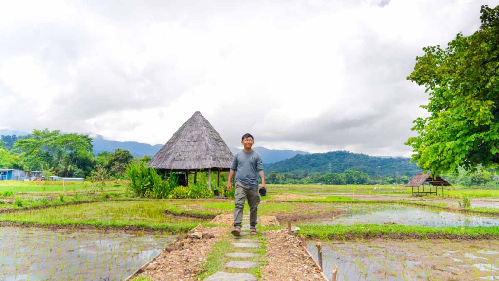 Rice Paddy Field in Labuan Bajo - Labuan Bajo Cultural Experience