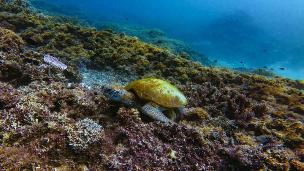 Siaba Besar Turtle Bay Snorkelling - island getaway