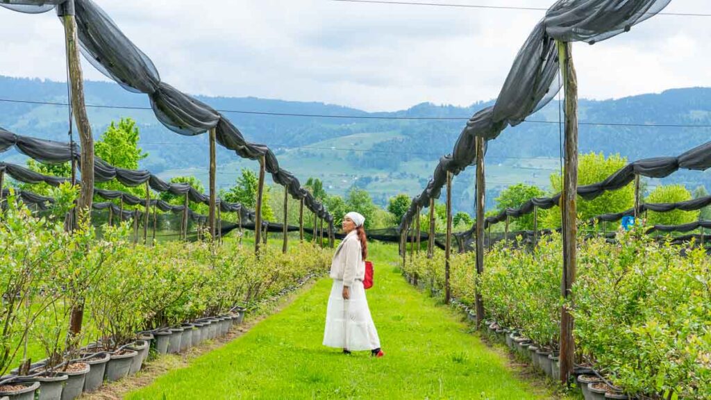 Su standing with the blueberry trees in Bachlihof Jona - Switzerland Guide