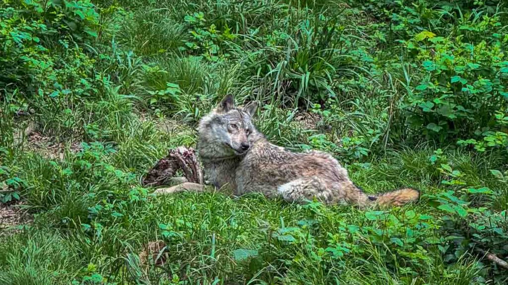 A wolf in Langenberg Wildlife Park, Zurich - Zurich attractions
