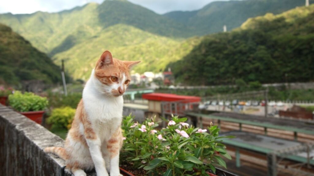 Cat in Houtong Cat Village with View - Family-Friendly Things to Do in Taiwan