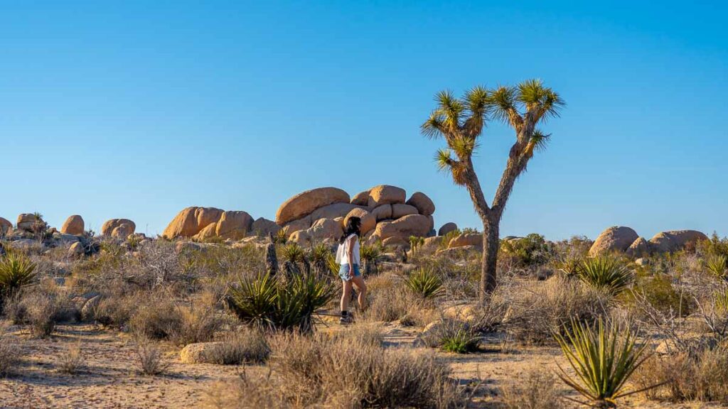 Joshua Tree National Park - Los Angeles Road trip