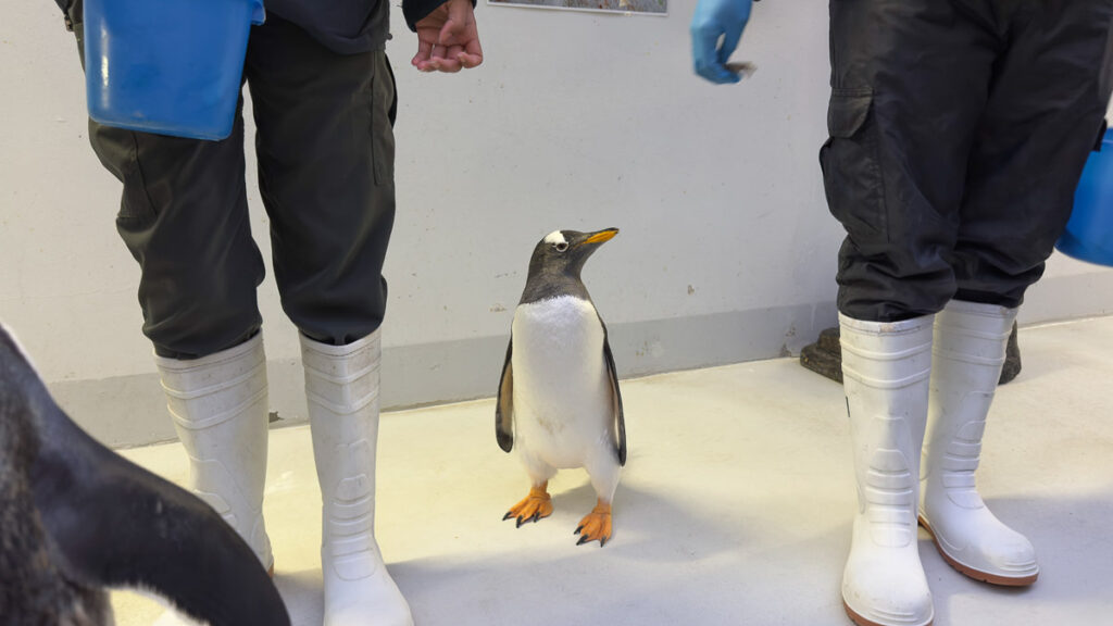 Penguin Encounter 2025