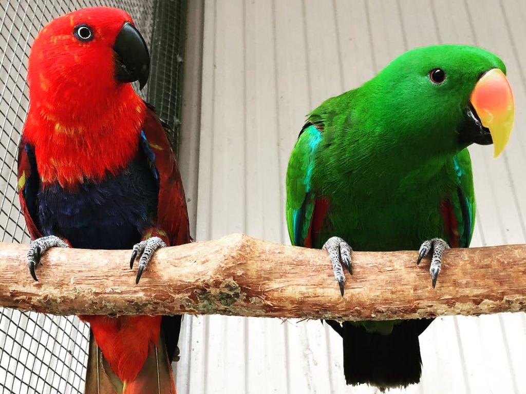 Birds in Port Moresby Nature Park - Things to Do in PNG