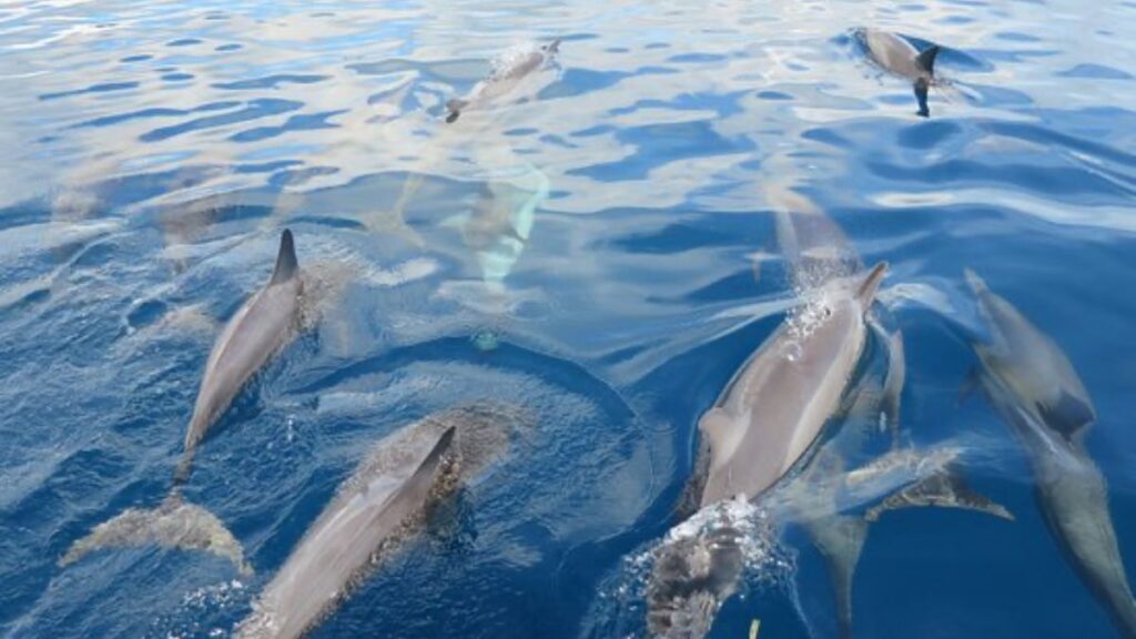 Dolphin Watching off Rabaul - Things to Do in Rabaul