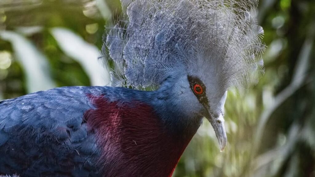 PNG Birds of Paradise - Things to Do in Por Moresby