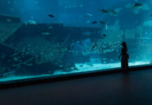 Singapore Oceanarium featured image